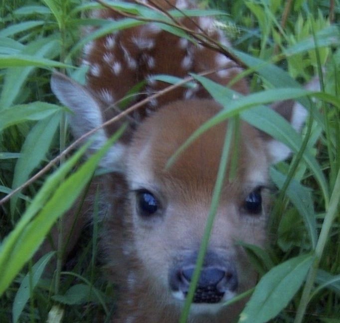 a baby deer is standing in the tall grass looking at the camera with blue eyes