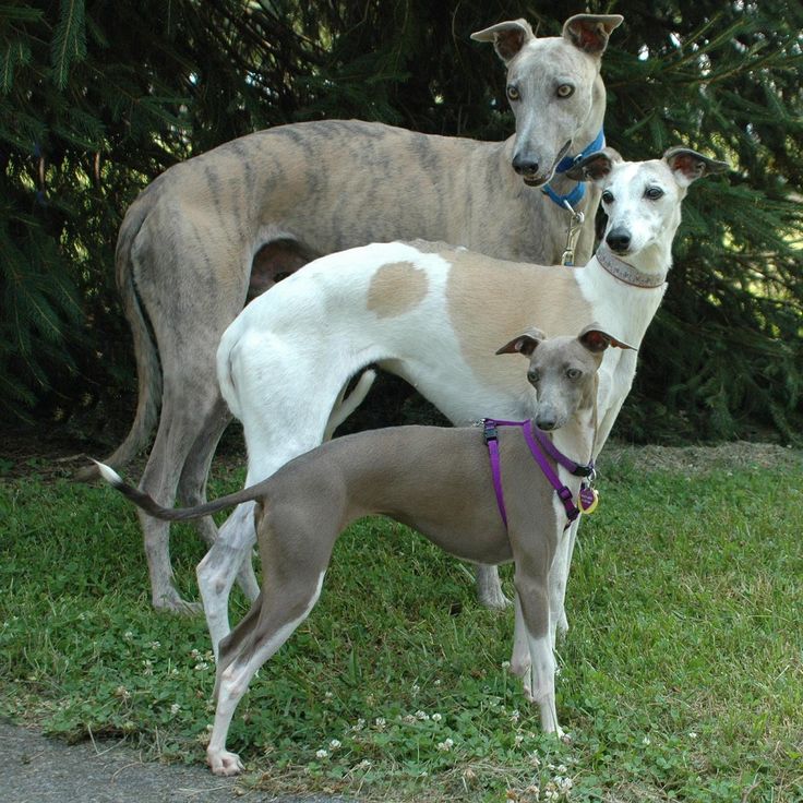 three whippet dogs are standing in the grass