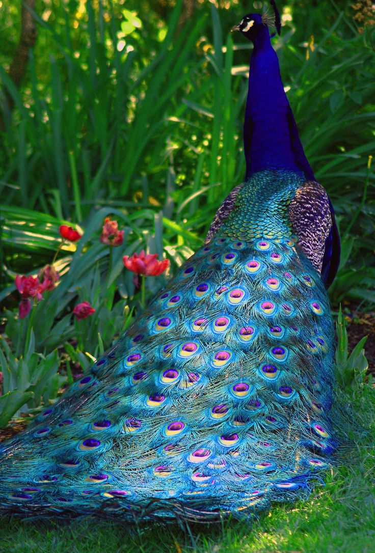 a peacock is standing in the grass near flowers