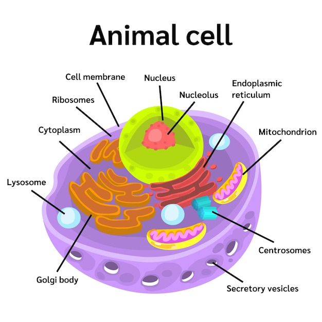 an animal cell diagram with all the parts labeled in it's body and names