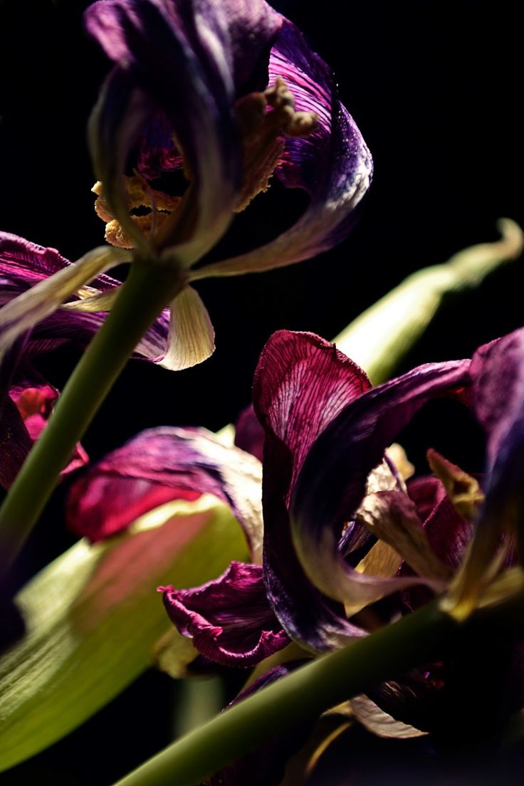 purple flowers with green stems in the dark