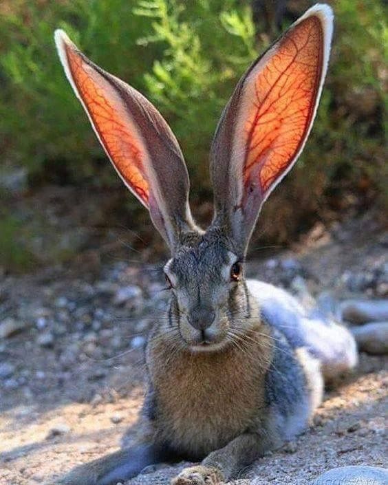 a rabbit with orange ears sitting on the ground