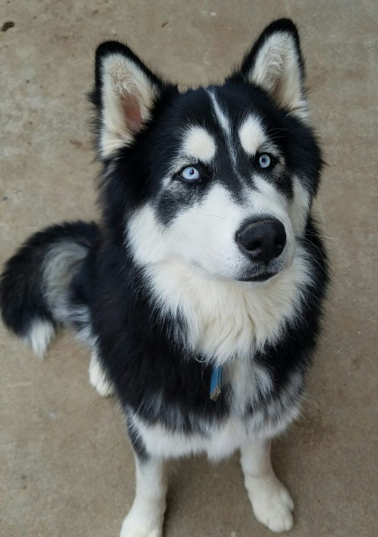 a black and white dog with blue eyes looking up