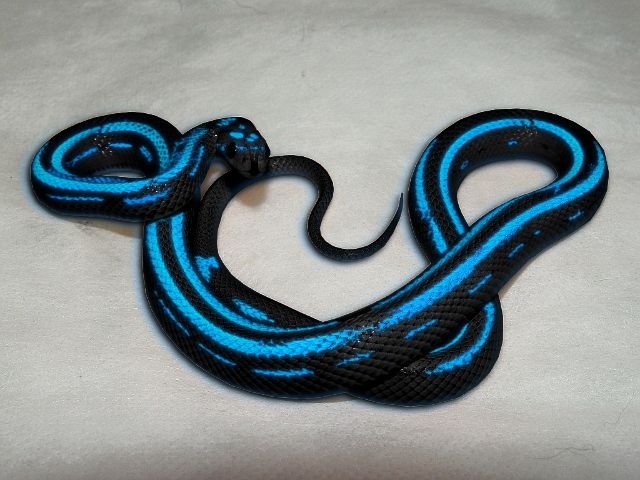 a blue and black snake on a white surface