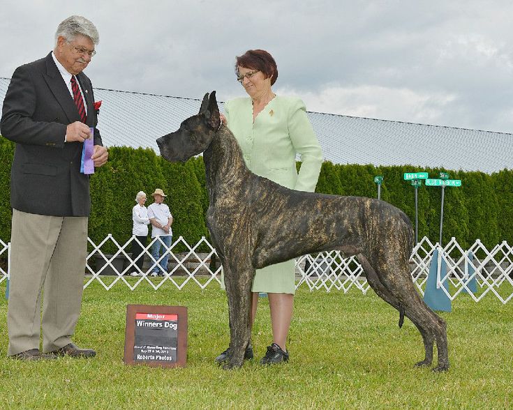 a woman standing next to a large dog on top of a lush green field,