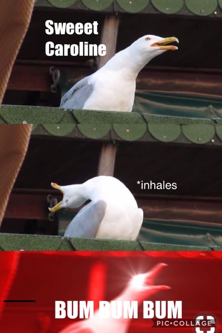 two white seagulls sitting on top of a red roof next to each other