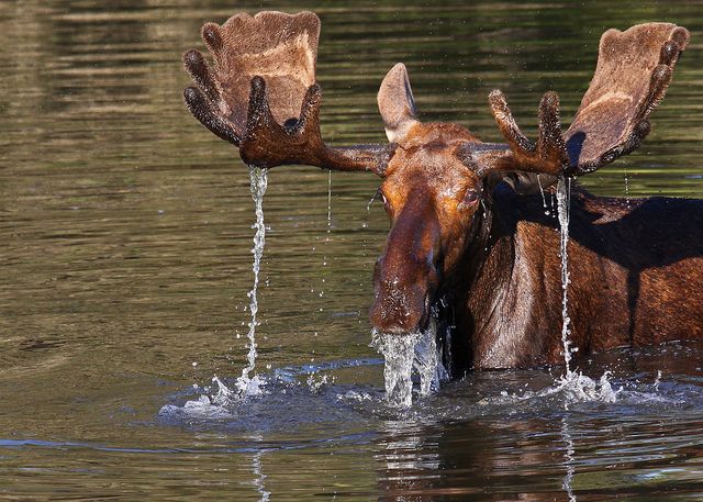 a moose is in the water with it's mouth open