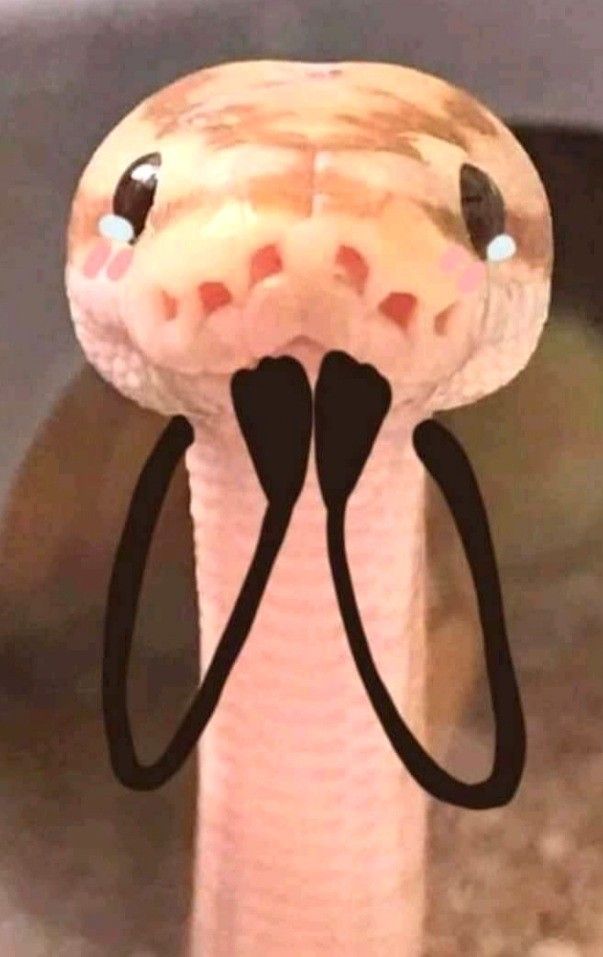 a close up of a snake's head with its tongue hanging out and eyes wide open