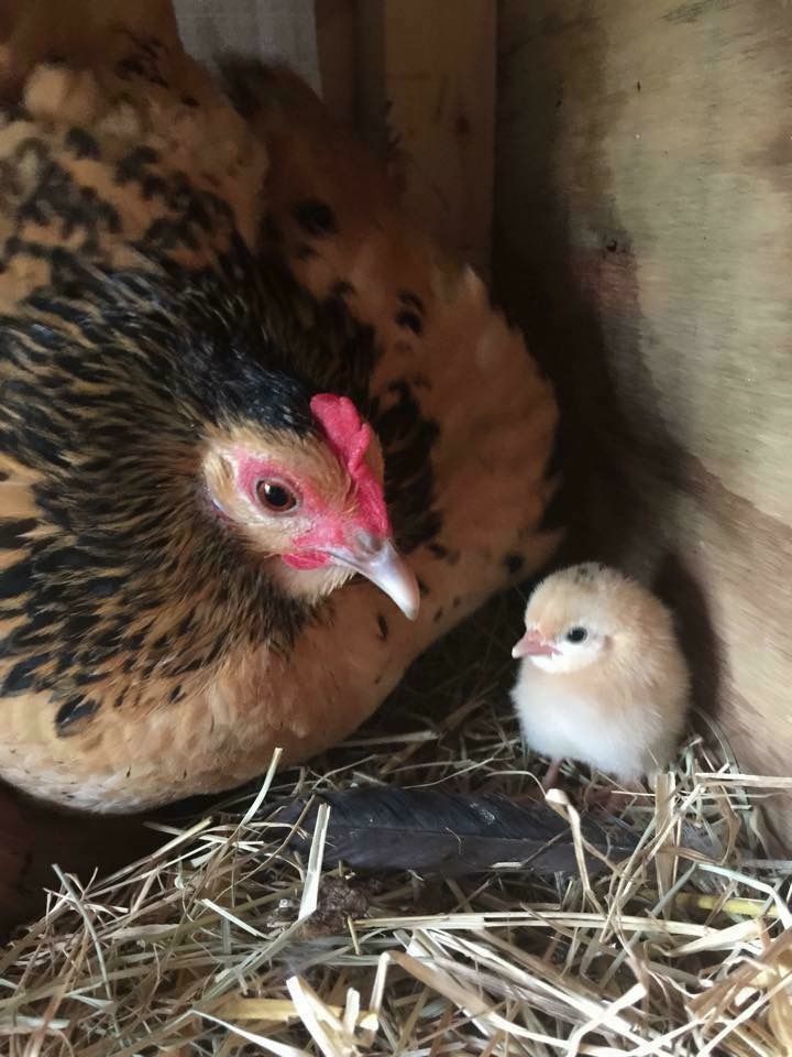 two chickens are standing next to each other in the hay