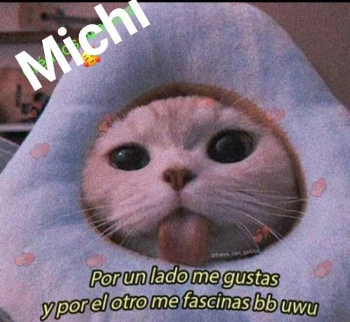 a cat sticking its tongue out from under a pillow with the caption, which reads michel