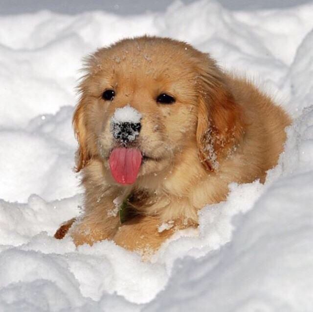 a brown dog laying in the snow with its tongue out and it's tongue hanging out