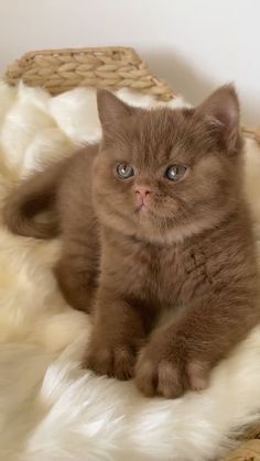 a brown cat sitting on top of a white rug next to a basket and wicker basket