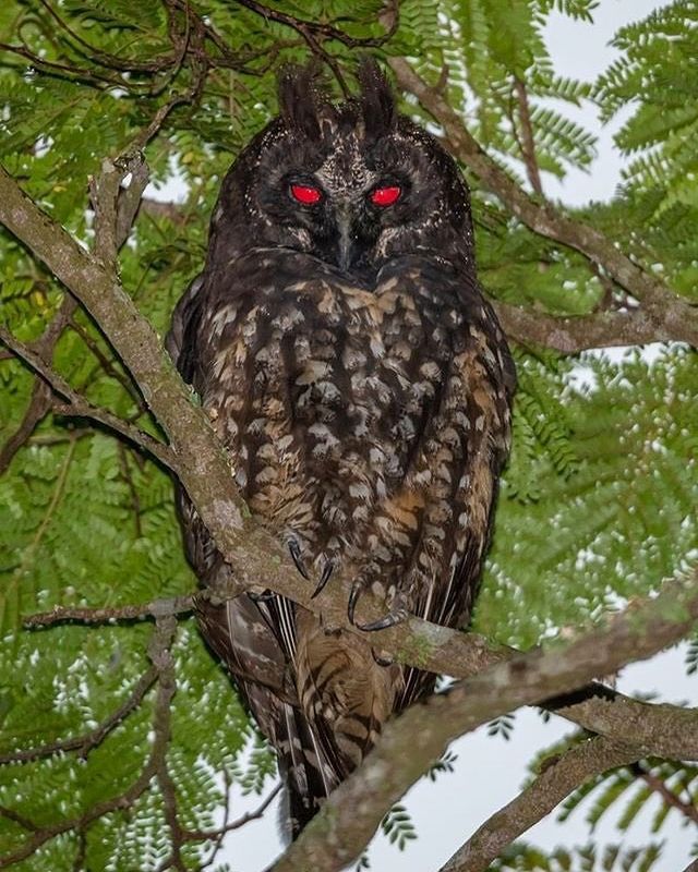 an owl with red eyes sitting in a tree