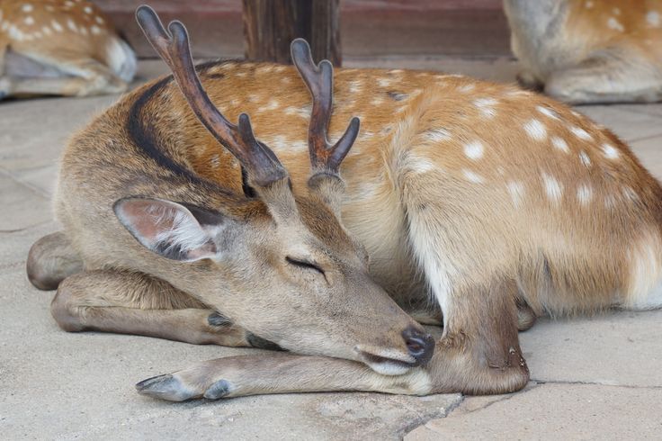 two deer laying on the ground next to each other