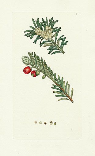 an illustration of a pine branch with berries on it