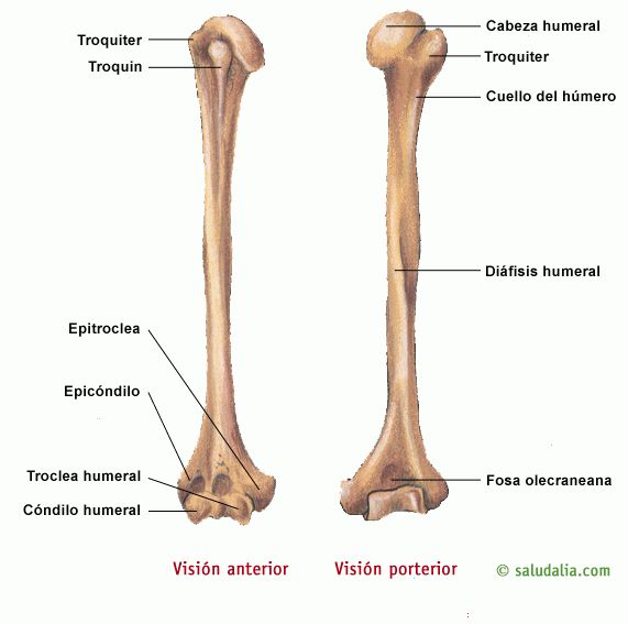 the bones of the lower limbs and upper limbs