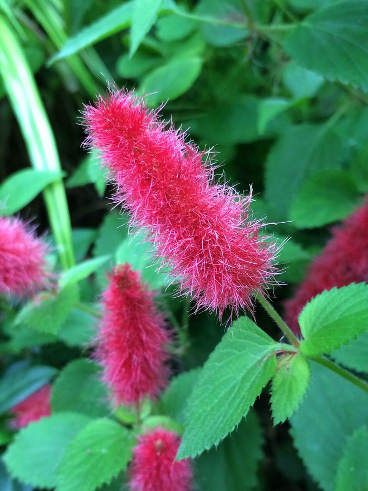 red flowers with green leaves in the background