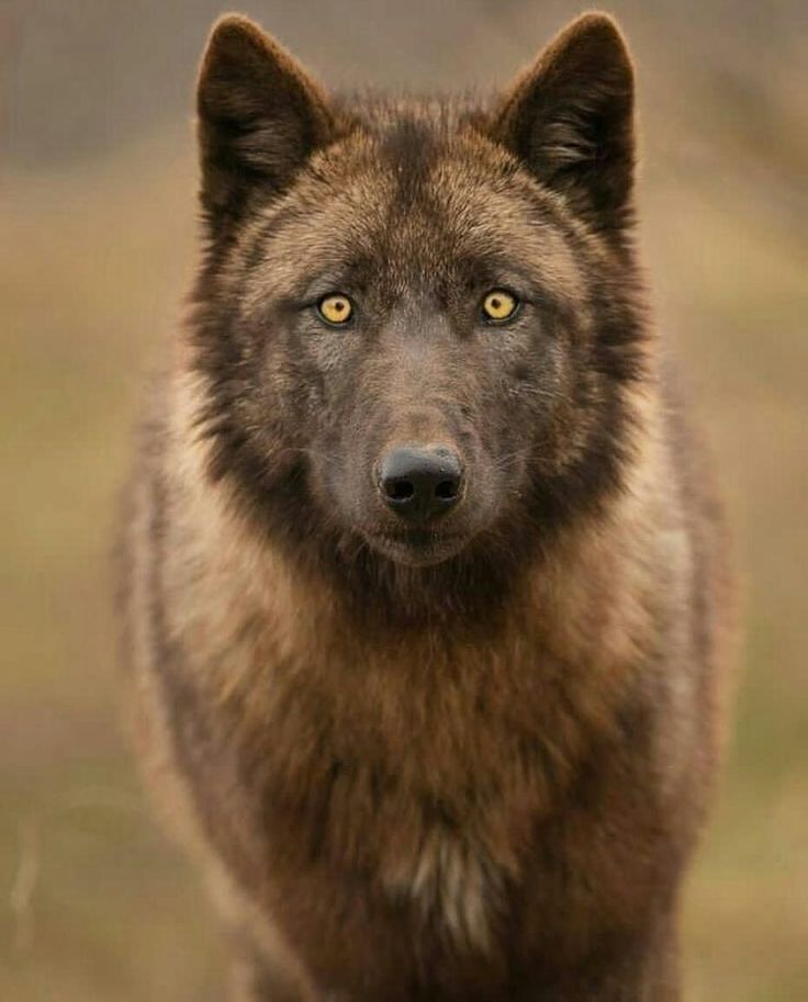 a close up of a brown dog with yellow eyes and black fur looking at the camera