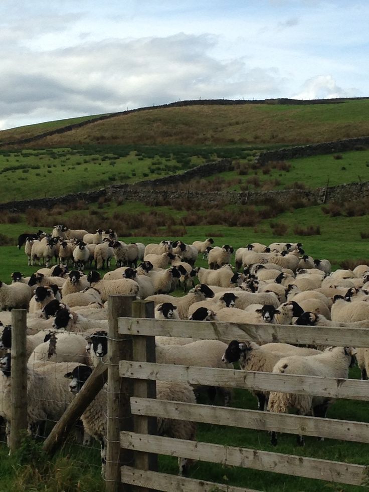 a herd of sheep standing next to each other on a lush green hillside covered in grass