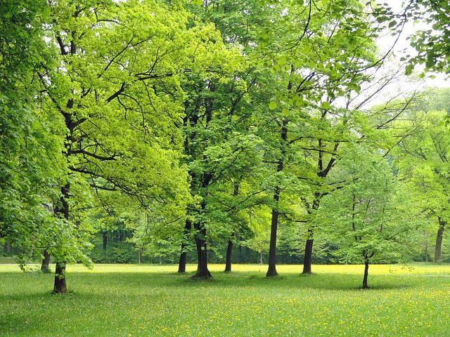 the trees are all green in the park