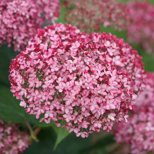 pink flowers with green leaves in the background