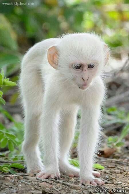 a small white monkey standing on top of grass