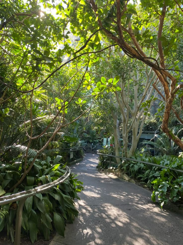 the walkway is surrounded by trees and plants