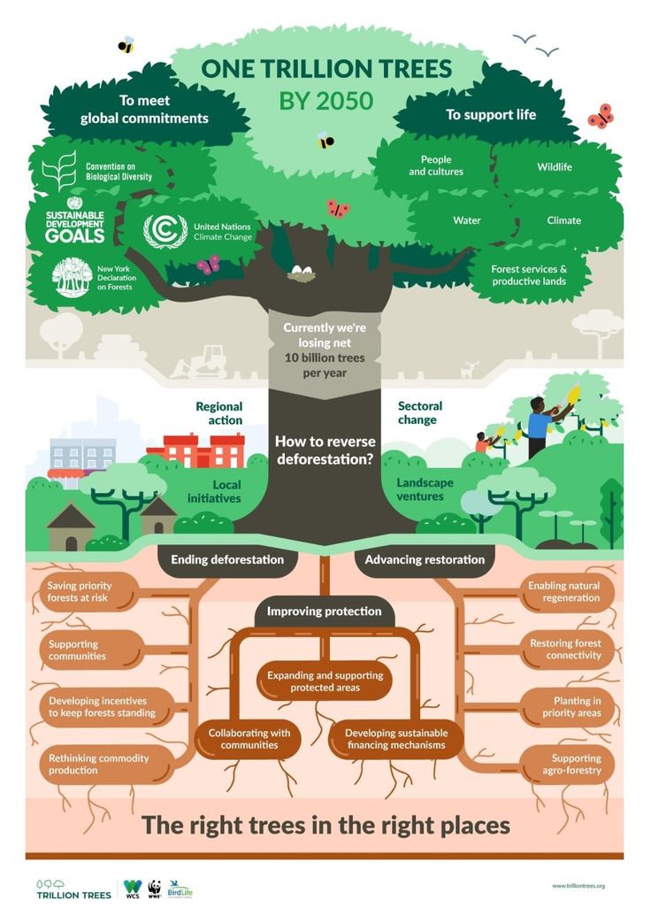 an info poster showing the different types of trees