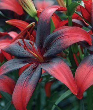 red and black lilies are blooming in the garden with green foliage behind them