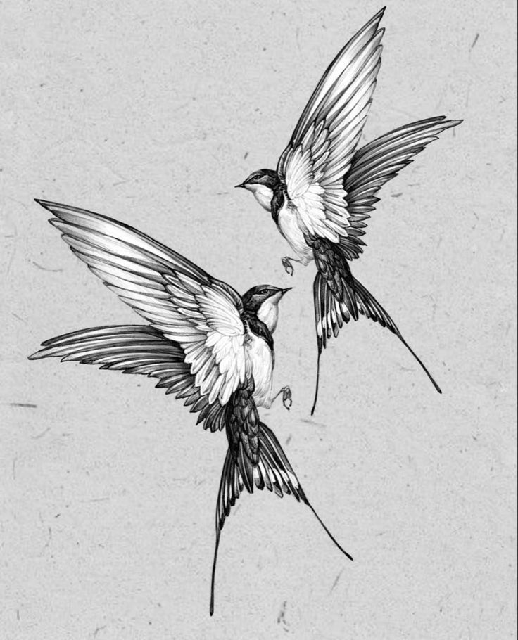 two black and white birds flying next to each other