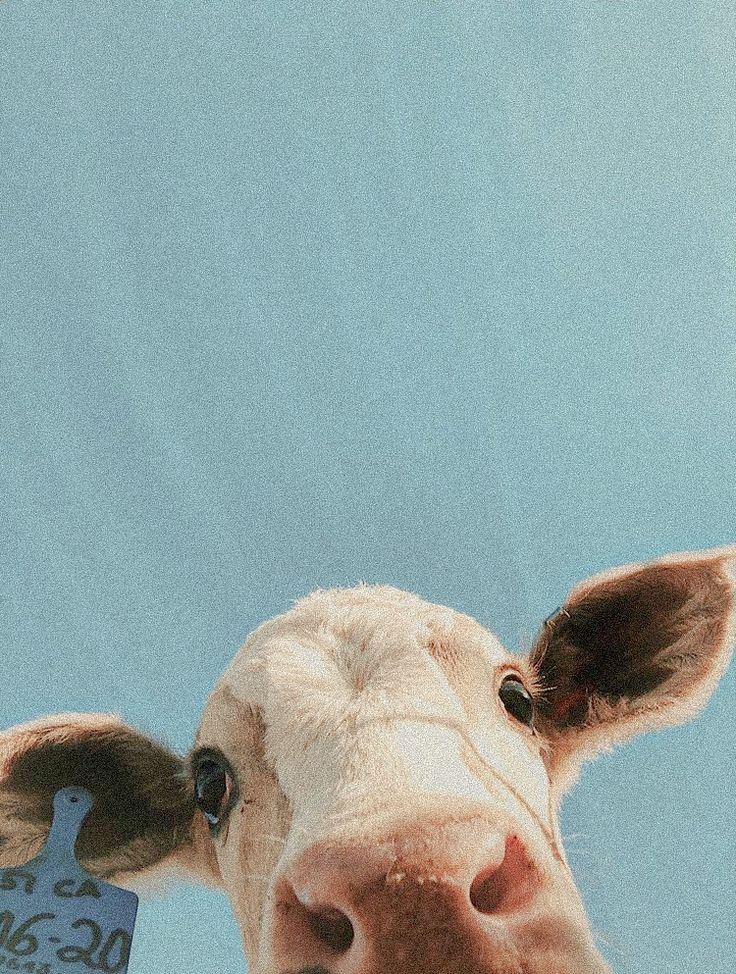 a close up of a cow's face with a tag in its ear, against a blue sky background