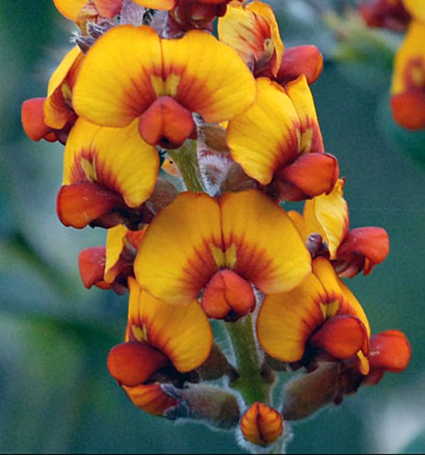 some yellow and red flowers are blooming on the plant in front of green leaves