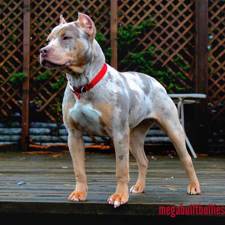 a large dog standing on top of a wooden deck next to a fence and bushes