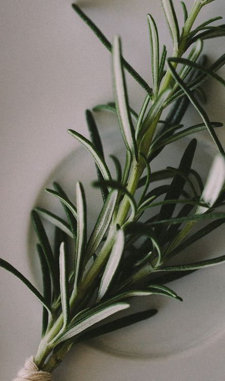 rosemary sprigs on a white plate