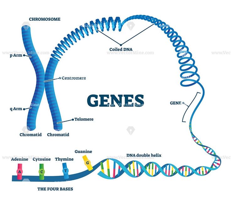 a diagram of the structure of a gene