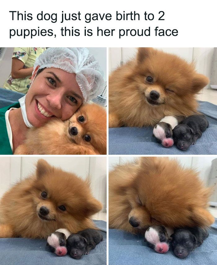 four pictures of a woman holding a small dog and smiling at the camera with caption that reads, szcezeslva ma mama