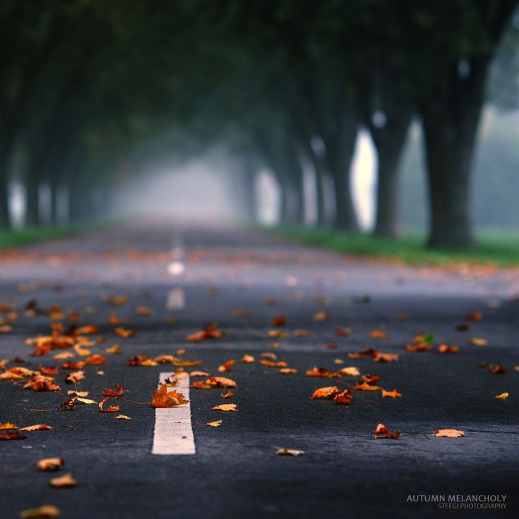 an empty road with leaves on the ground and trees in the background at night time