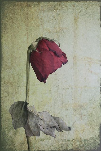 a single red flower is shown in this artistic photo with faded paper and grungy paint