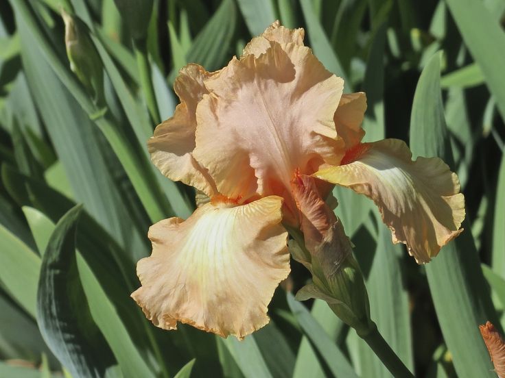 an orange and yellow flower is in the grass