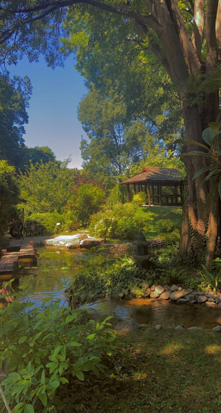 a small stream running through a lush green forest