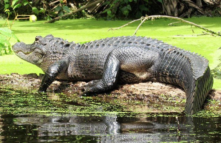 an alligator laying on top of a log in the water next to some green grass