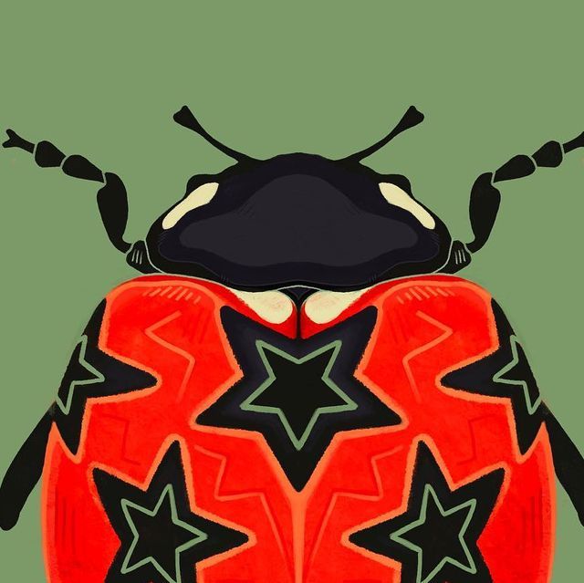 a drawing of a bug with stars on it's back