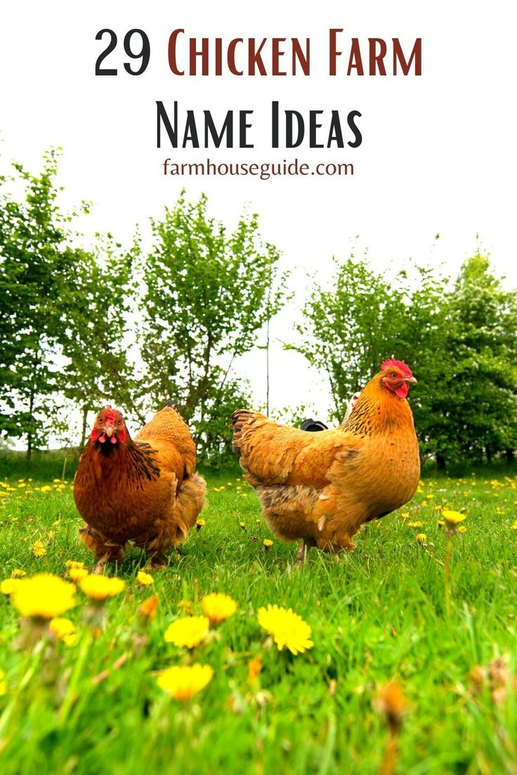 two chickens standing in the grass with text overlay that reads 29 chicken farm name ideas