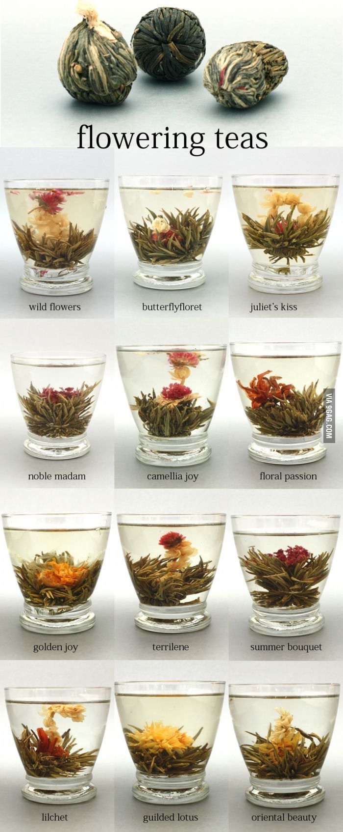 several different types of flowers in glass bowls with names on the bottom and below them