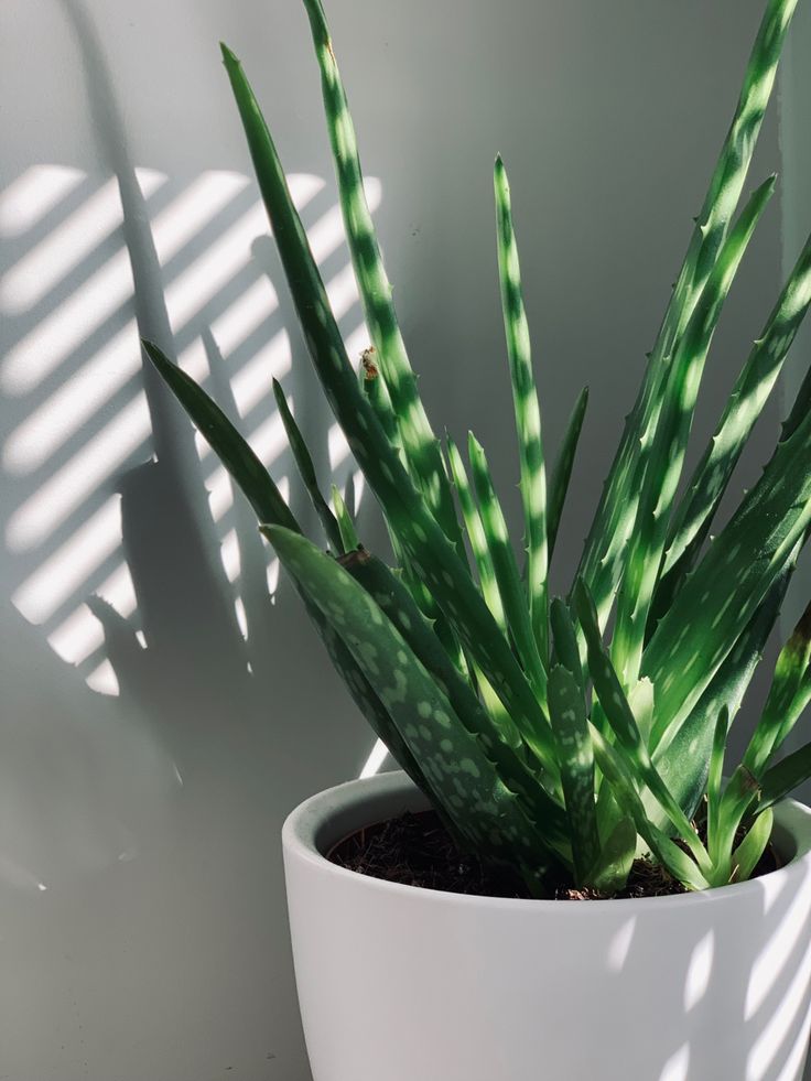 a potted plant sitting on top of a table next to a window with the sun shining through it