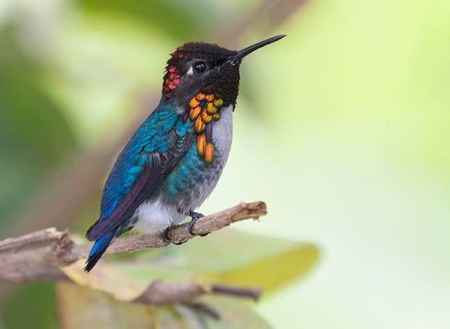 Bee Hummingbird Male Bee, Bee Hummingbird, Photo Facts, Flightless Bird, Tiny Bird, All Birds, The Bee, Cute Birds, Little Birds