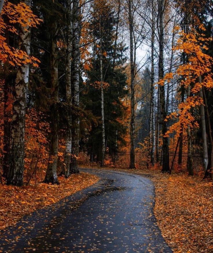 an empty road surrounded by trees with leaves on the ground