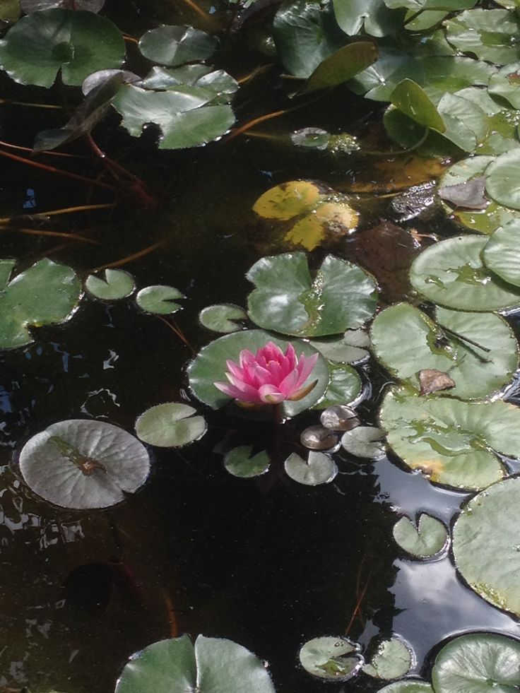 a pink flower floating on top of water surrounded by lily pads and green leafy plants