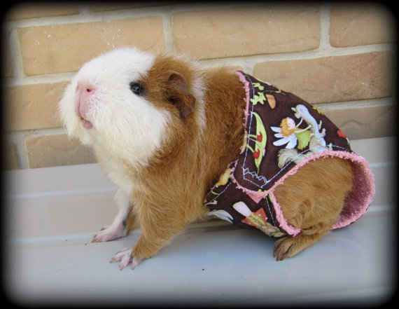 a brown and white guinea pig wearing a flowered shirt on top of it's head