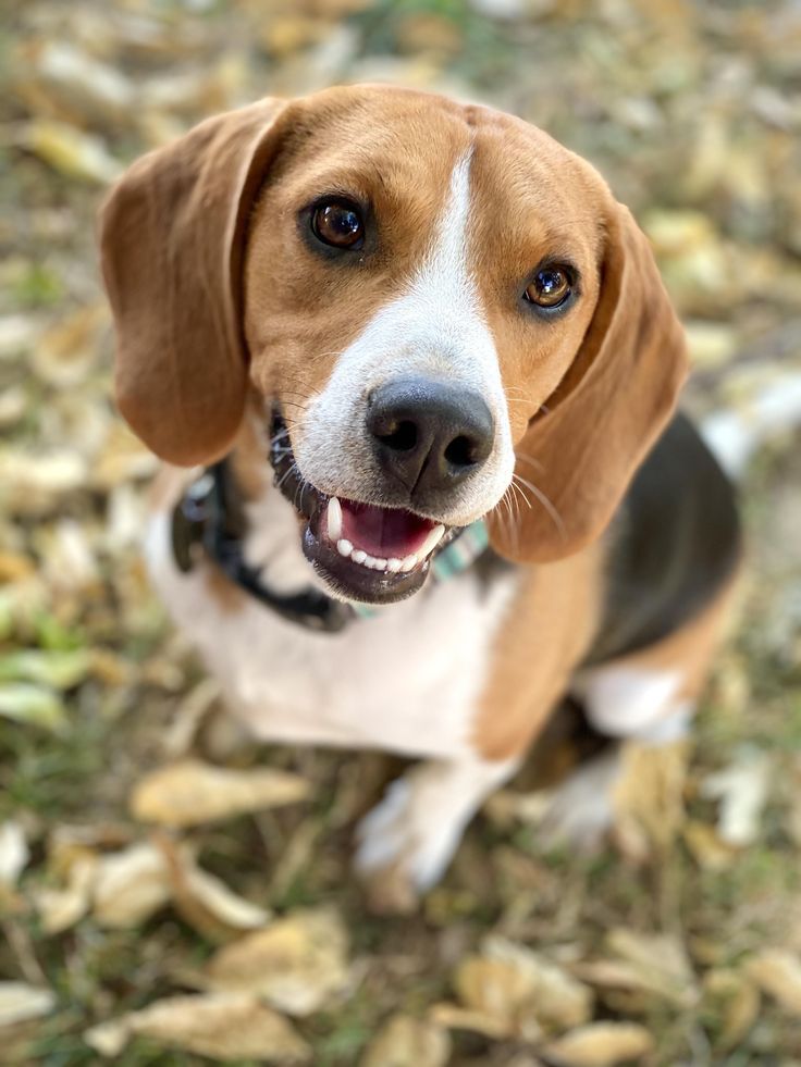 a brown and white dog standing on top of a grass covered field next to leaves